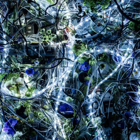 Aimer featuring chelly — Ninelie cover artwork