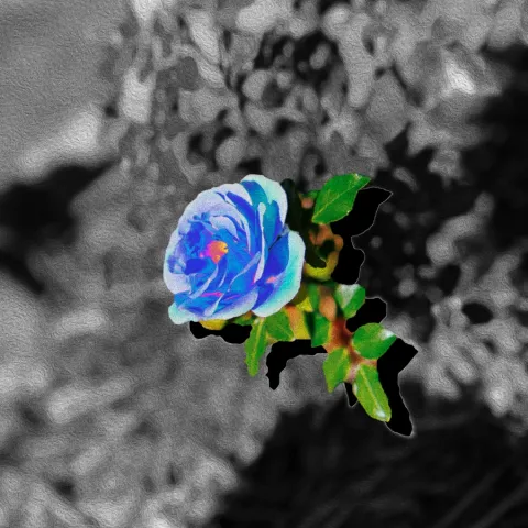 SoMo — Blue Rose cover artwork