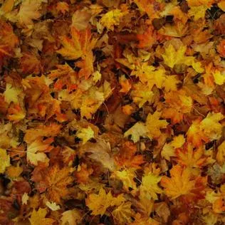 Childish Gambino EP cover artwork
