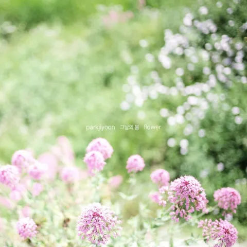 Park Ji Yoon — Flower (그날의 봄) cover artwork