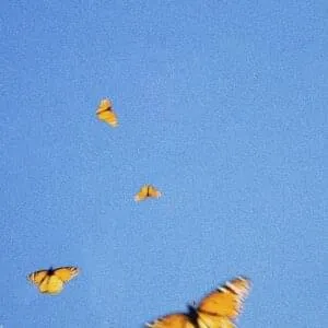 Fiji Blue Butterflies cover artwork