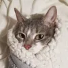 piccprincess’s avatar
